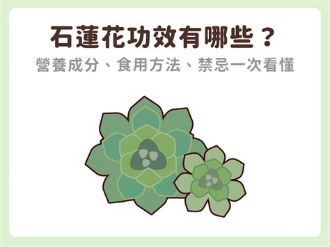 石蓮花禁忌|石蓮花汁：功效、營養價值、禁忌、正確食用方式